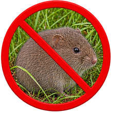 Ratones de campo