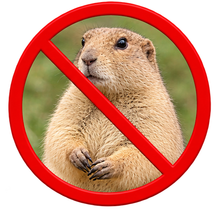 Marmotas