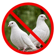 Palomas