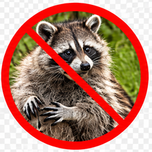 Mapaches